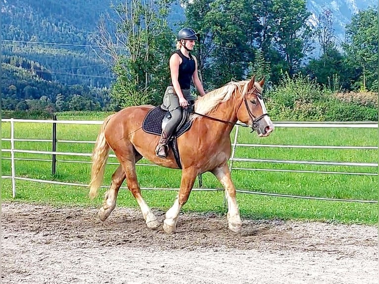 Polski koń zimnokrwisty Klacz 6 lat 156 cm Kasztanowata in Kirchbichl