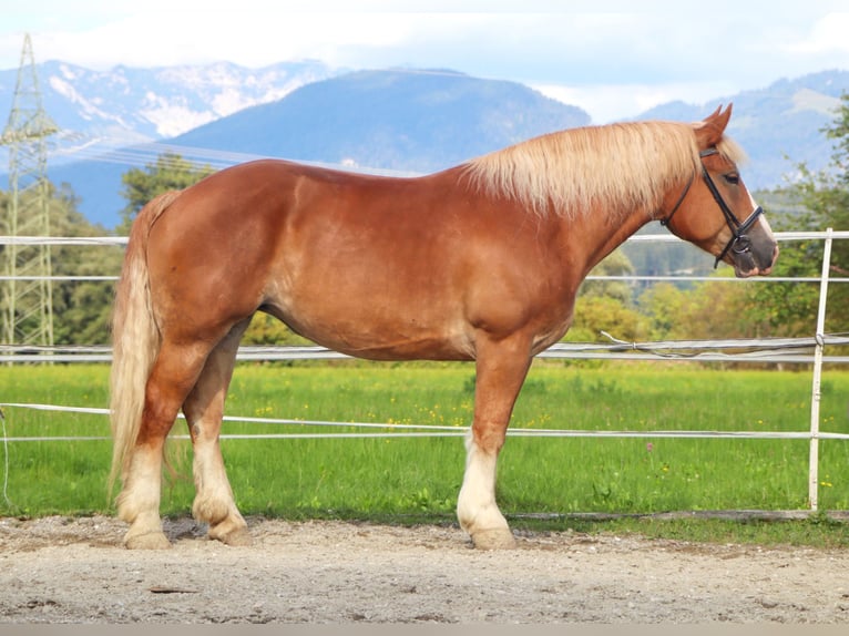 Polski koń zimnokrwisty Klacz 6 lat 156 cm Kasztanowata in Kirchbichl