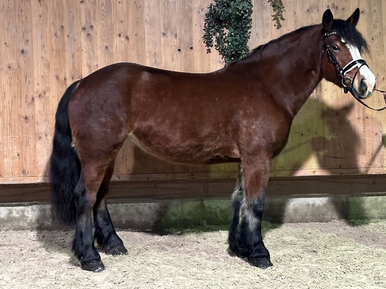 Polski koń zimnokrwisty Klacz 6 lat 159 cm Gniada in Riedlingen