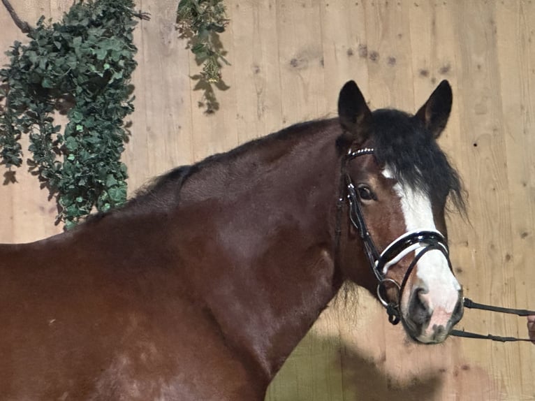 Polski koń zimnokrwisty Klacz 6 lat 159 cm Gniada in Riedlingen