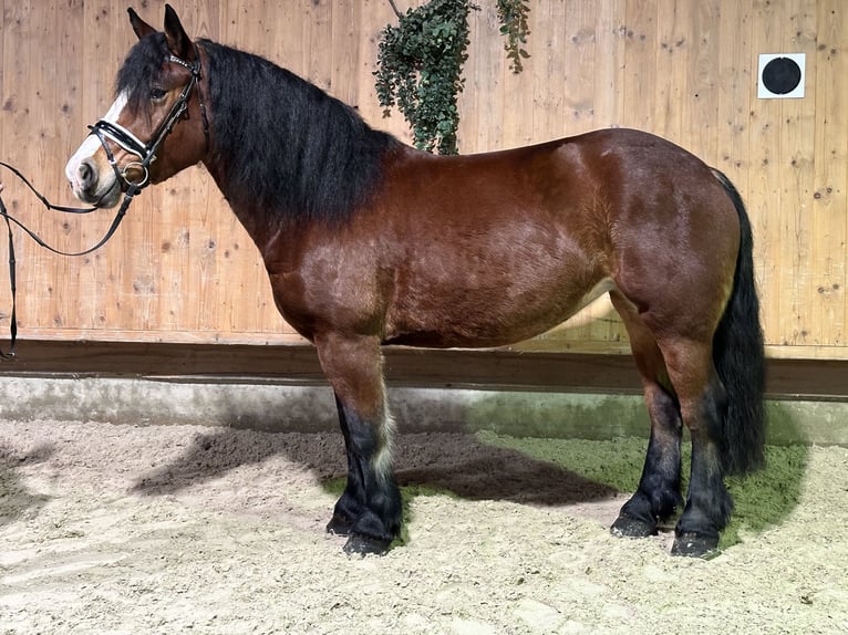 Polski koń zimnokrwisty Klacz 6 lat 159 cm Gniada in Riedlingen