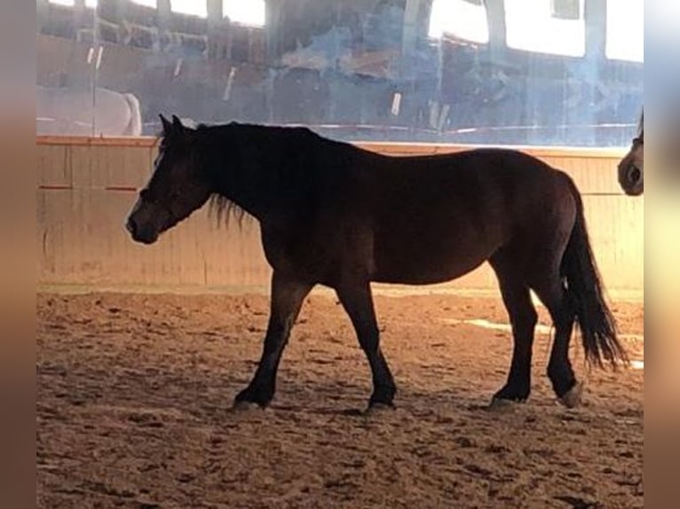 Polski koń zimnokrwisty Mix Klacz 6 lat 159 cm Gniada in Marbach am Neckar