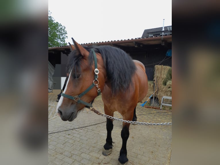 Polski koń zimnokrwisty Mix Klacz 6 lat 159 cm Gniada in Marbach am Neckar