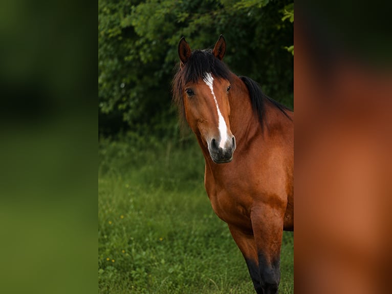 Polski koń zimnokrwisty Klacz 6 lat 165 cm Gniada in Rodersdorf
