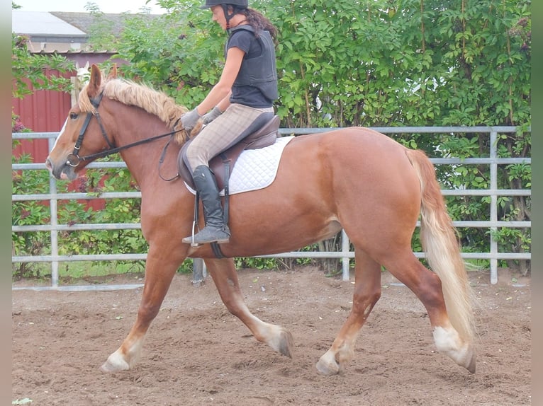 Polski koń zimnokrwisty Klacz 7 lat 160 cm Ciemnokasztanowata in Buttstädt