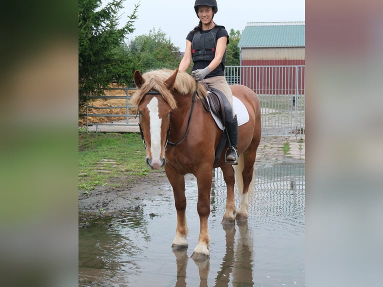 Polski koń zimnokrwisty Klacz 7 lat 160 cm Ciemnokasztanowata in Buttstädt