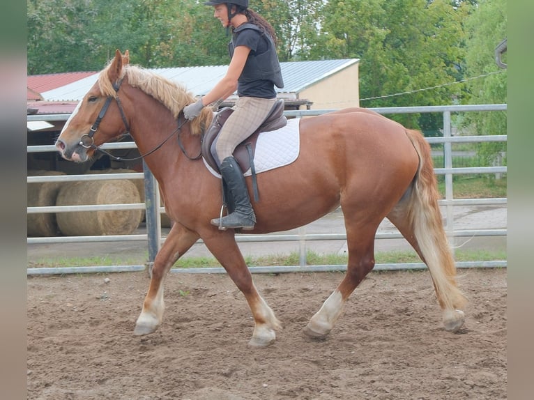 Polski koń zimnokrwisty Klacz 7 lat 160 cm Ciemnokasztanowata in Buttstädt