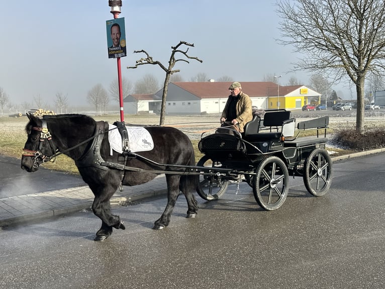 Polski koń zimnokrwisty Klacz 7 lat 160 cm Kara in Riedlingen