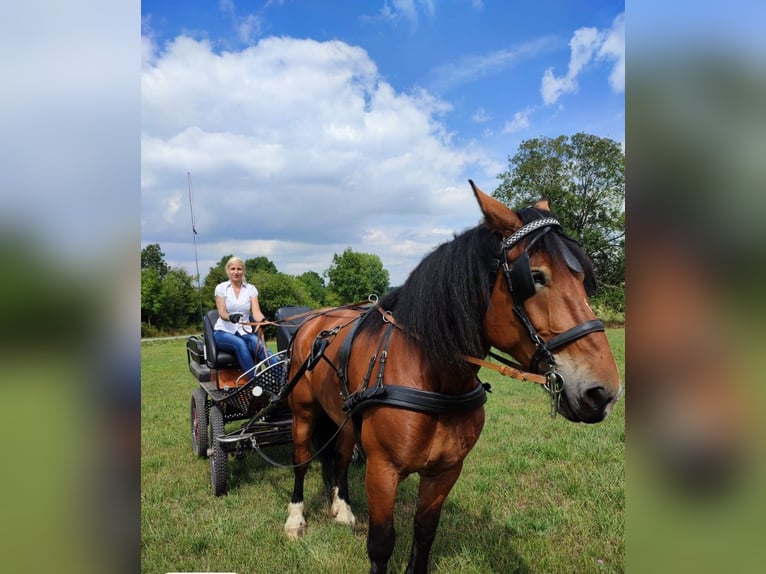 Polski koń zimnokrwisty Klacz 7 lat 163 cm Gniada in Stammbach