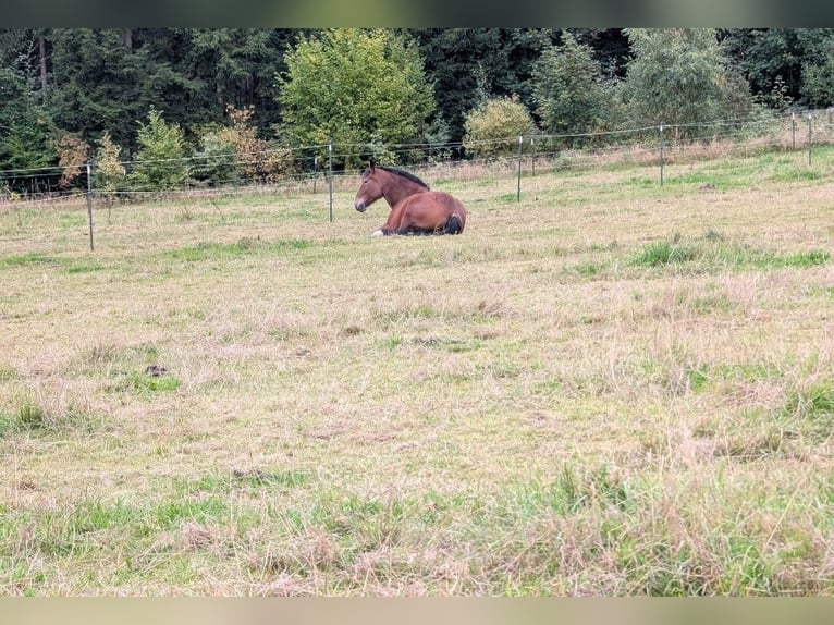 Polski koń zimnokrwisty Klacz 7 lat 163 cm Gniada in Stammbach