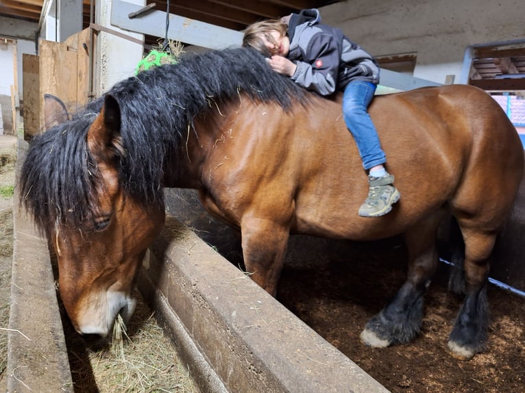 Polski koń zimnokrwisty Klacz 7 lat 165 cm Gniada in Todtnau