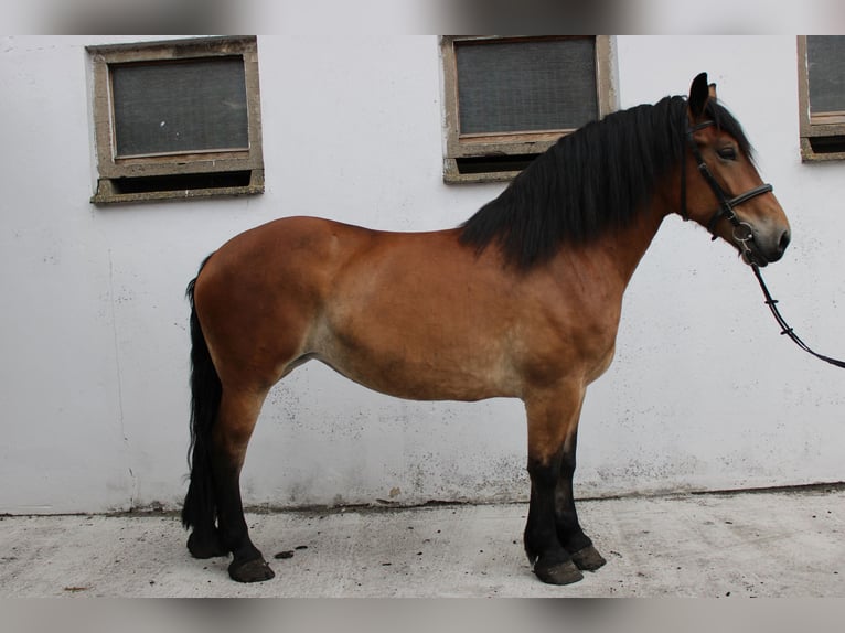 Polski koń zimnokrwisty Klacz 7 lat 166 cm Gniada in Görzke