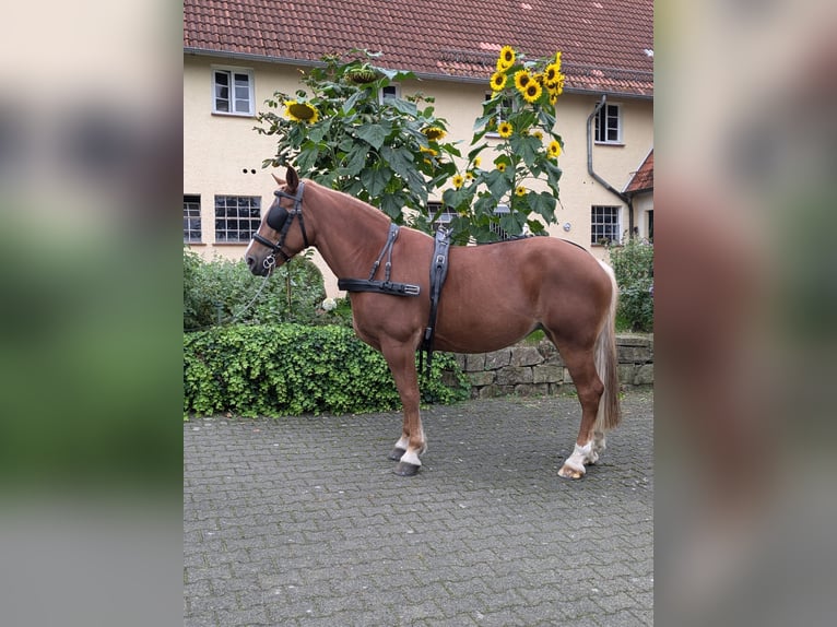 Polski koń zimnokrwisty Klacz 7 lat 166 cm Kasztanowata in Willebadessen