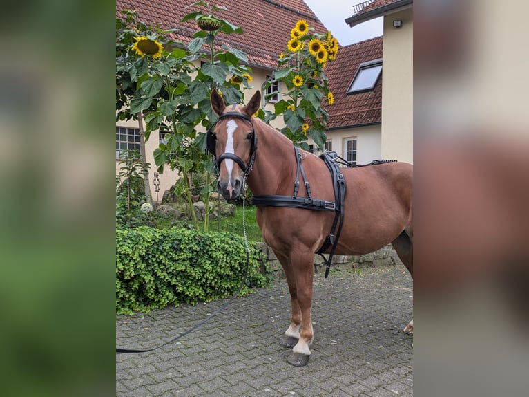 Polski koń zimnokrwisty Klacz 7 lat 166 cm Kasztanowata in Willebadessen