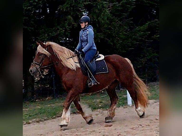 Polski koń zimnokrwisty Klacz 7 lat 166 cm Kasztanowata in Forst