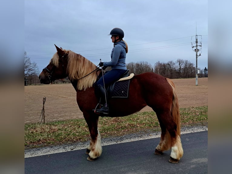 Polski koń zimnokrwisty Klacz 7 lat 166 cm Kasztanowata in Forst