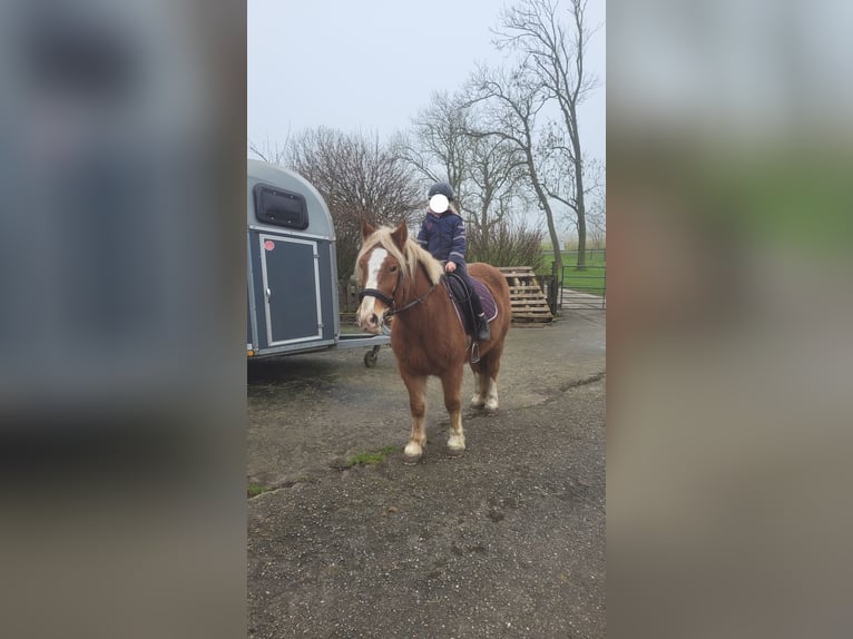 Polski koń zimnokrwisty Klacz 8 lat 155 cm Kasztanowata in T&#xF6;nning