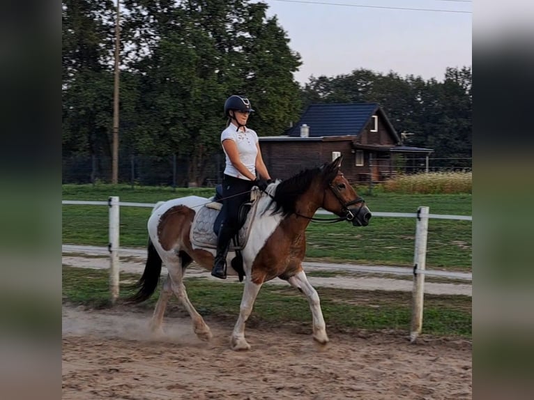 Polski koń zimnokrwisty Klacz 8 lat 155 cm Srokata in Forst