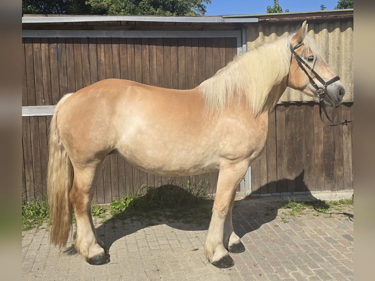 Polski koń zimnokrwisty Klacz 8 lat 158 cm Izabelowata in M&#xFC;lheim an der Ruhr