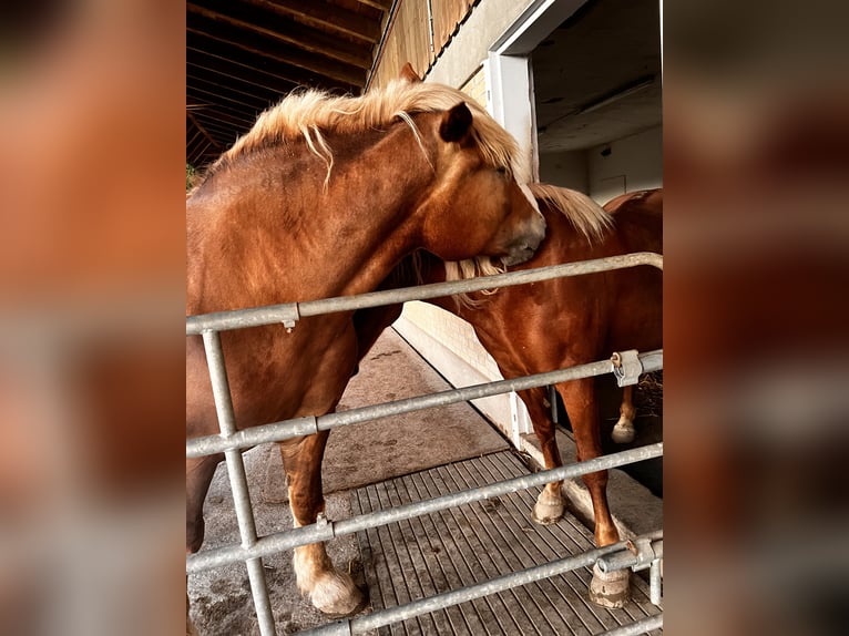 Polski koń zimnokrwisty Klacz 8 lat 160 cm Gniada in Däniken SO