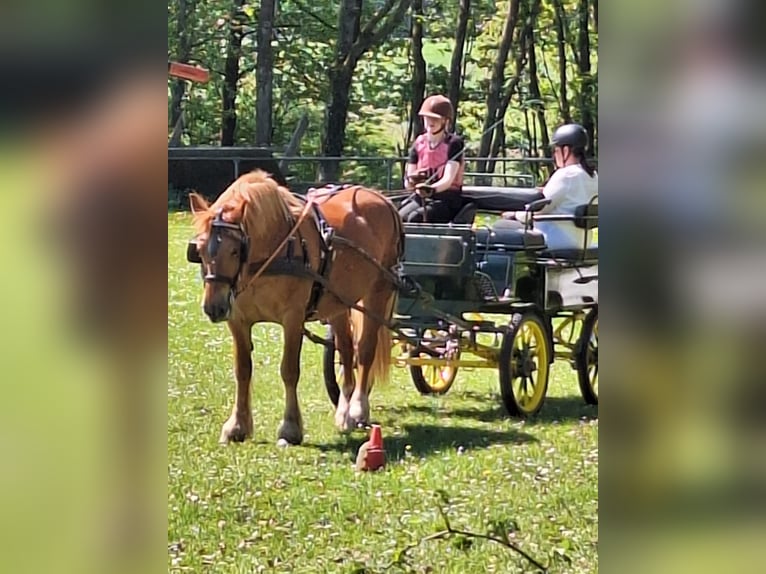 Polski koń zimnokrwisty Klacz 8 lat 160 cm Kasztanowata in Niederbrombach