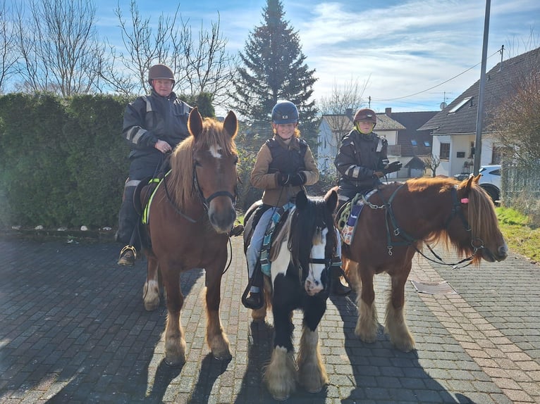 Polski koń zimnokrwisty Klacz 8 lat 160 cm Kasztanowata in Niederbrombach