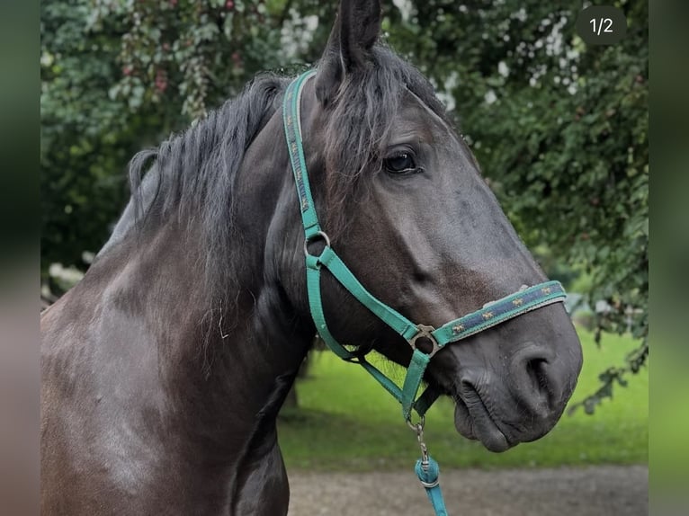 Polski koń zimnokrwisty Klacz 8 lat 165 cm Kara in F&#xFC;rstenfeldbruck