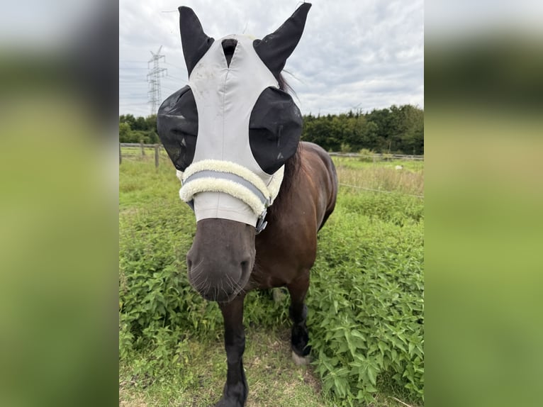 Polski koń zimnokrwisty Klacz 8 lat 165 cm Kara in F&#xFC;rstenfeldbruck
