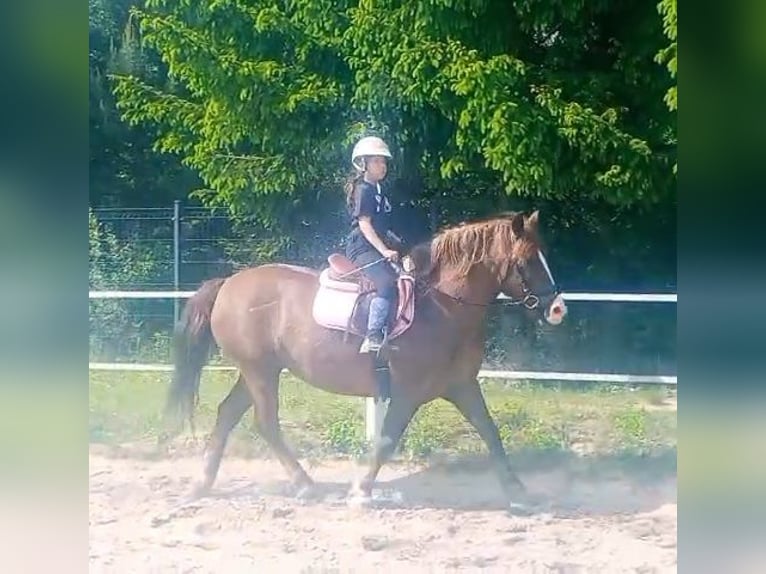 Polski koń zimnokrwisty Mix Klacz 9 lat 153 cm Ciemnokasztanowata in Forst