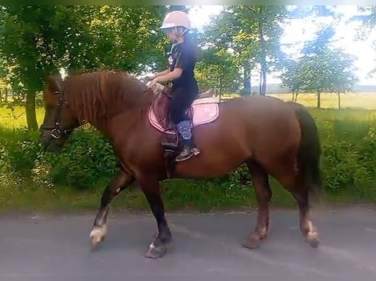 Polski koń zimnokrwisty Mix Klacz 9 lat 153 cm Ciemnokasztanowata in Forst