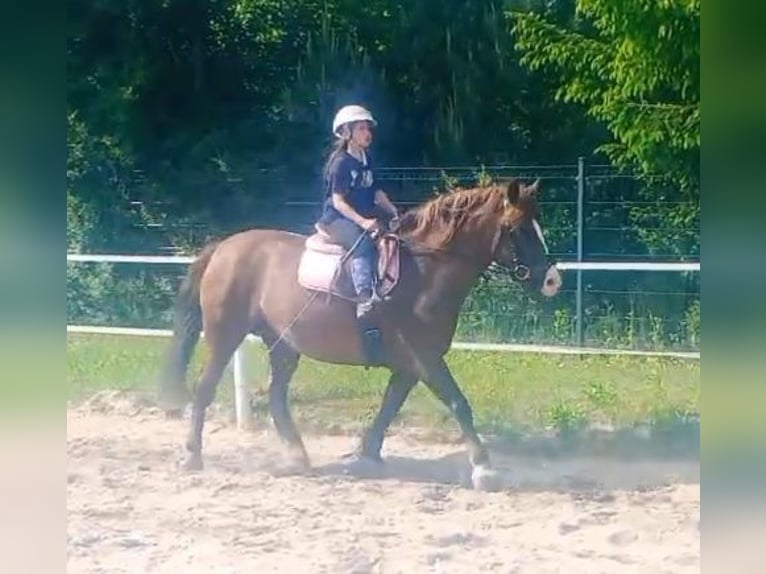 Polski koń zimnokrwisty Mix Klacz 9 lat 153 cm Ciemnokasztanowata in Forst