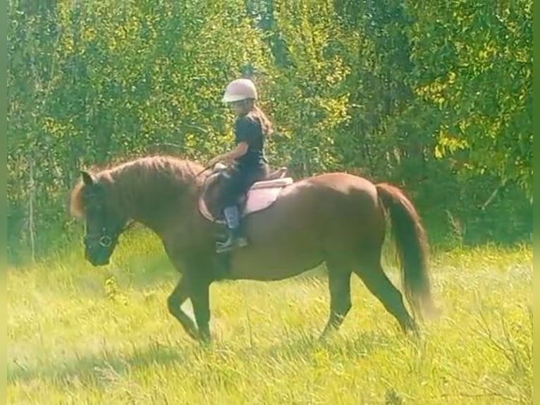 Polski koń zimnokrwisty Mix Klacz 9 lat 153 cm Ciemnokasztanowata in Forst