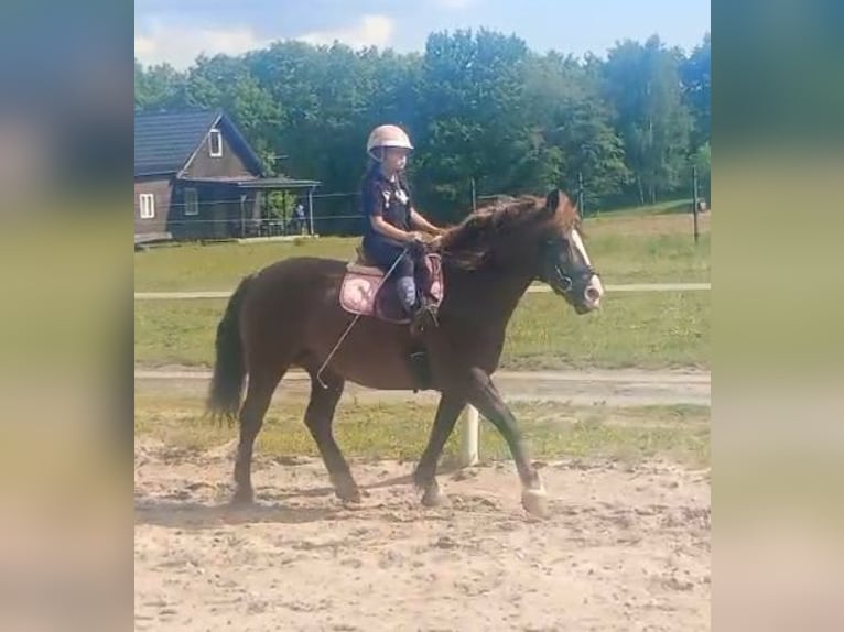 Polski koń zimnokrwisty Mix Klacz 9 lat 153 cm Ciemnokasztanowata in Forst