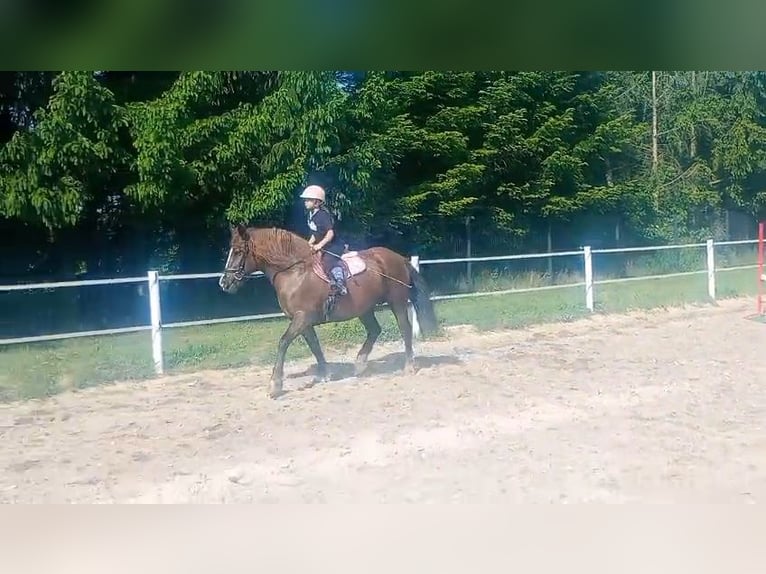 Polski koń zimnokrwisty Mix Klacz 9 lat 153 cm Ciemnokasztanowata in Forst