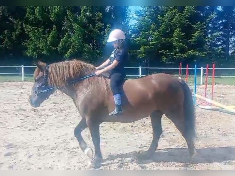 Polski koń zimnokrwisty Mix Klacz 9 lat 153 cm Ciemnokasztanowata in Forst