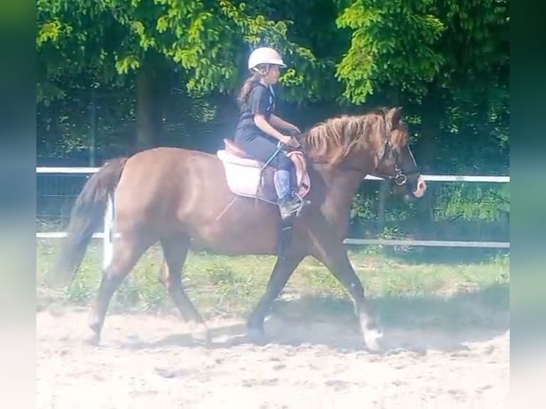 Polski koń zimnokrwisty Mix Klacz 9 lat 153 cm Ciemnokasztanowata in Forst