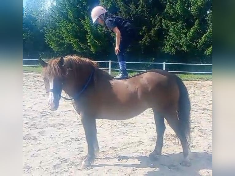 Polski koń zimnokrwisty Mix Klacz 9 lat 153 cm Ciemnokasztanowata in Forst
