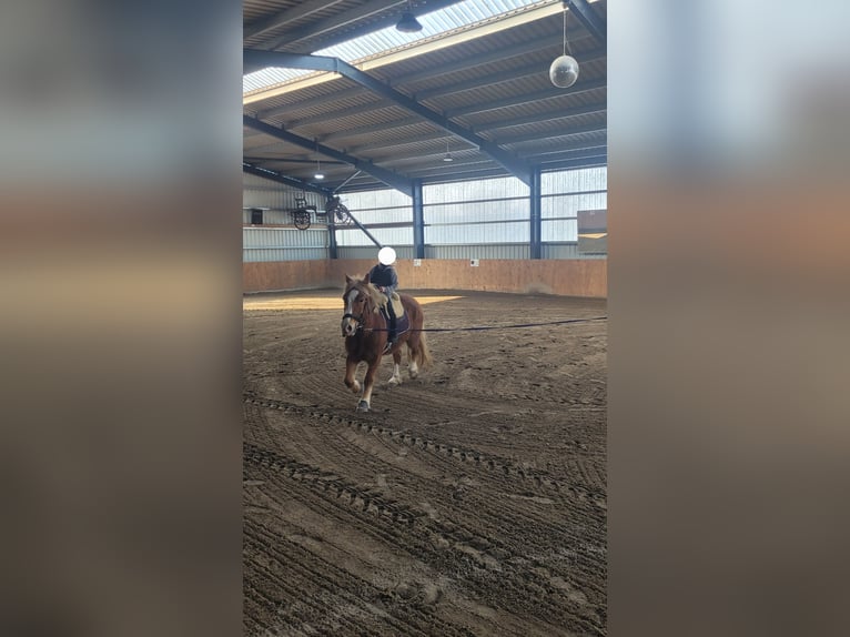 Polski koń zimnokrwisty Klacz 9 lat 155 cm Kasztanowata in Tönning