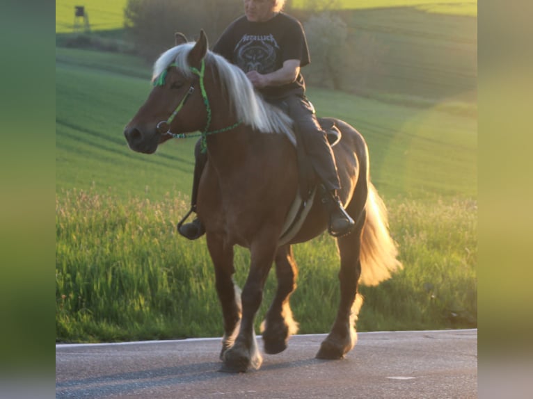 Polski koń zimnokrwisty Klacz 9 lat 157 cm Kasztanowata in Miehlen