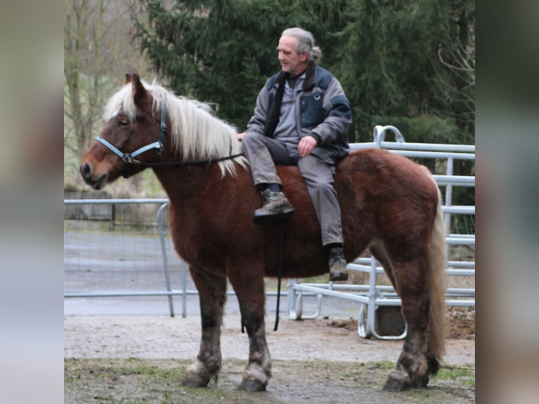 Polski koń zimnokrwisty Klacz 9 lat 157 cm Kasztanowata in Miehlen