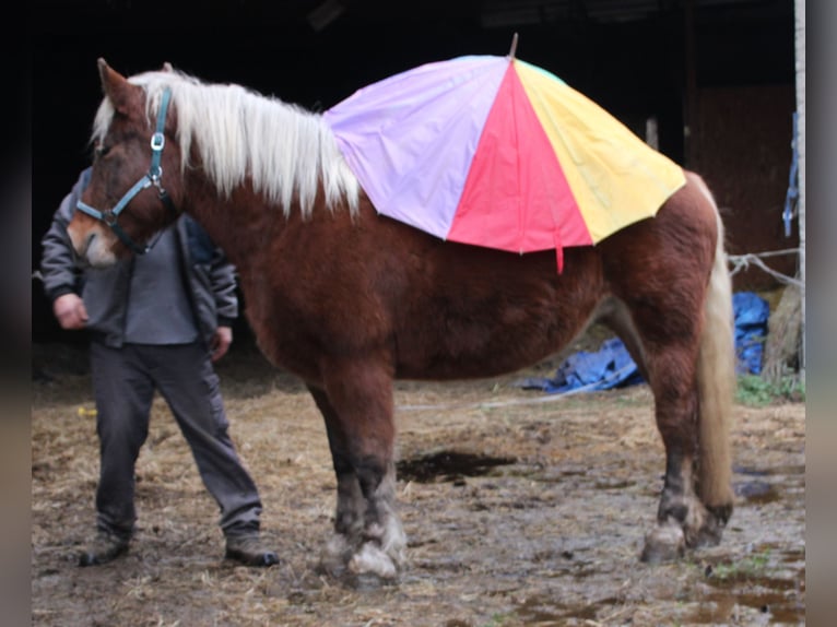 Polski koń zimnokrwisty Klacz 9 lat 157 cm Kasztanowata in Miehlen