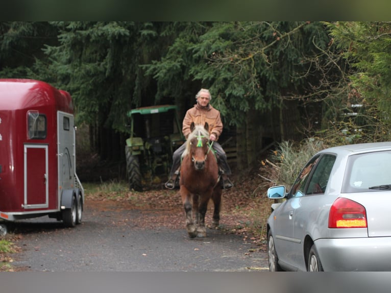 Polski koń zimnokrwisty Klacz 9 lat 157 cm Kasztanowata in Miehlen