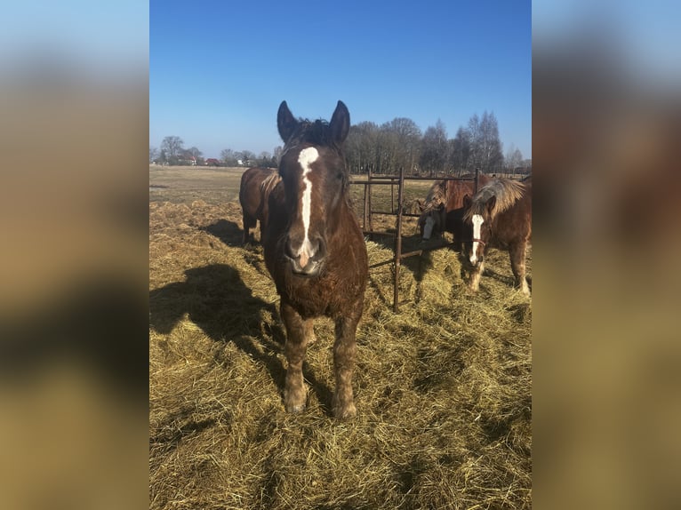 Polski koń zimnokrwisty Klacz 9 lat 160 cm Jasnogniada in Ahlbeck