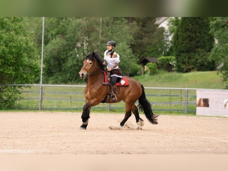 Polski koń zimnokrwisty Klacz 9 lat 163 cm Gniada in Stammbach