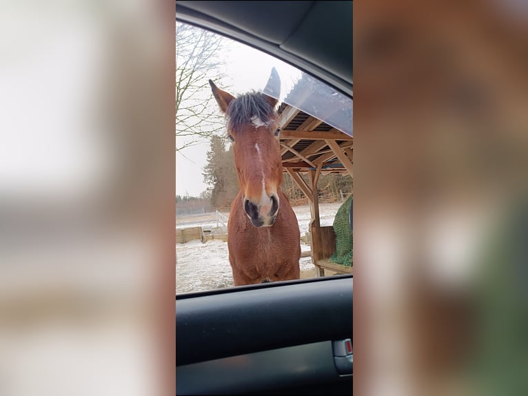 Polski koń zimnokrwisty Klacz 9 lat 163 cm Gniada in Stammbach