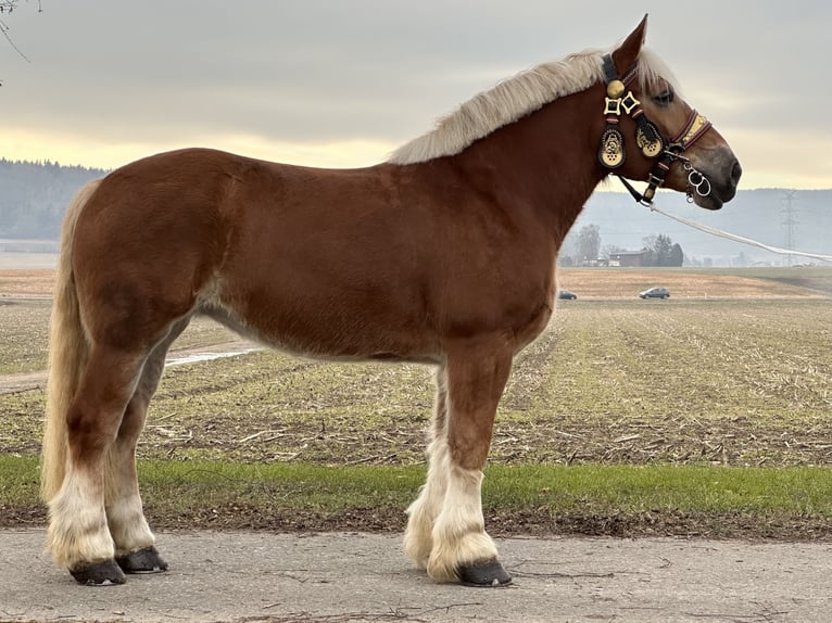 Polski koń zimnokrwisty Klacz 9 lat 164 cm Kasztanowata in Riedlingen