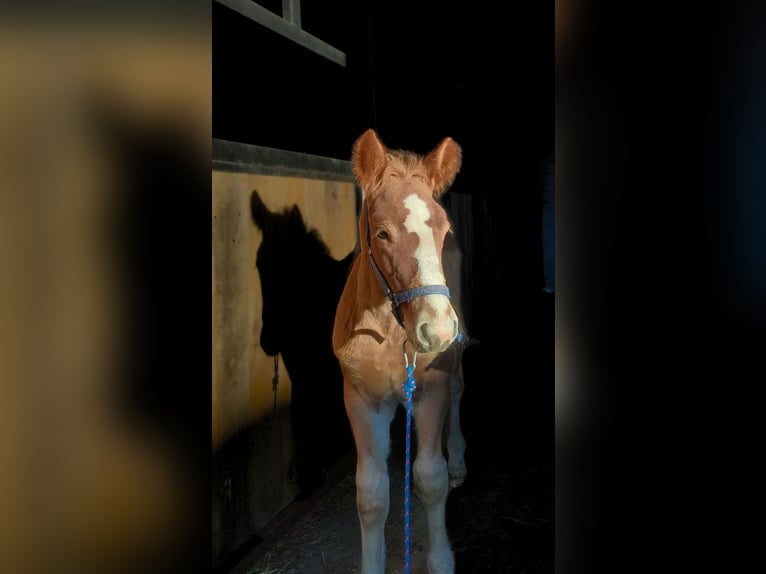 Polski koń zimnokrwisty Ogier 1 Rok 160 cm Kasztanowata in Studzianka
