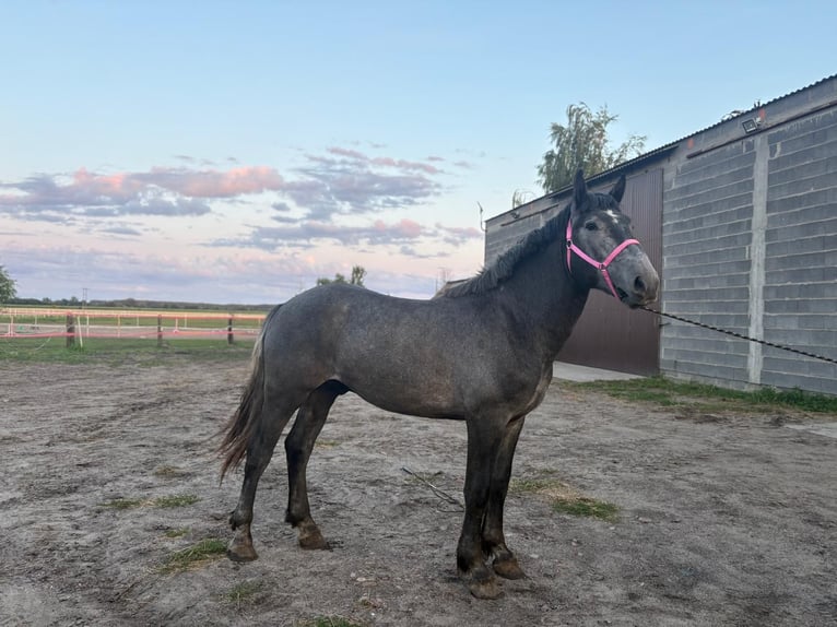 Polski koń zimnokrwisty Mix Ogier 2 lat 168 cm Siwa in Słupca