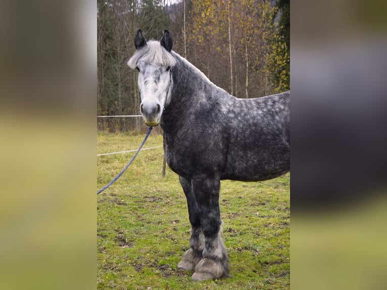 Polski koń zimnokrwisty Ogier 4 lat 180 cm Siwa jabłkowita in Jeleśnia