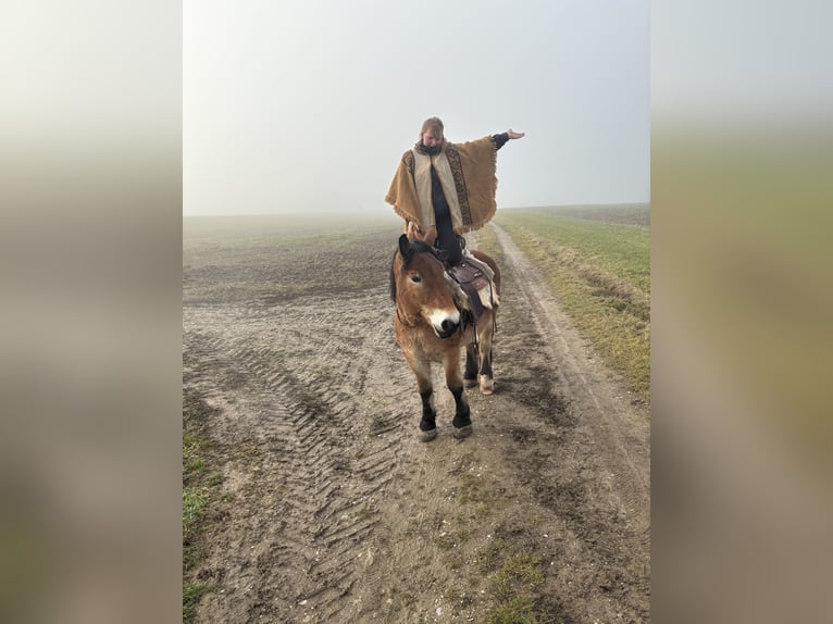 Polski koń zimnokrwisty Wałach 13 lat 156 cm Gniada in Mengkofen